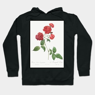 Red Cabbage Rose,  Bengal eyelet by Pierre-Joseph Redouté Hoodie